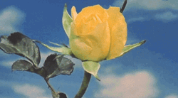 Yellow Rose Flower GIF
