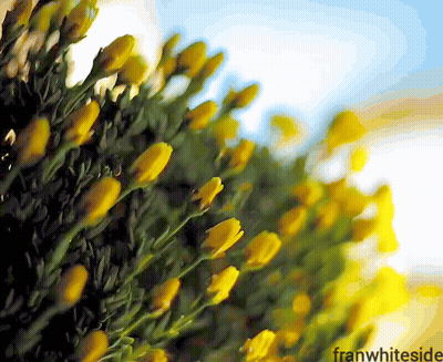 Yellow Rose Good Morning GIF