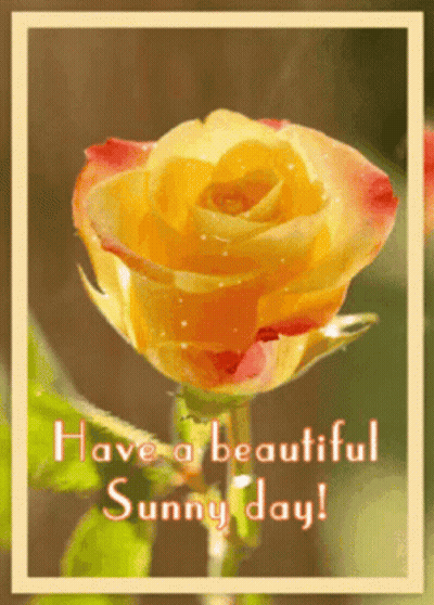 Yellow Rose Have A Beautiful Sunny Day GIF