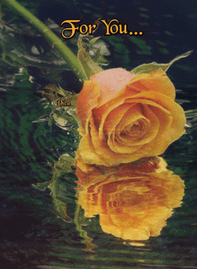 Yellow Rose Reflected In Water Saying For You GIF