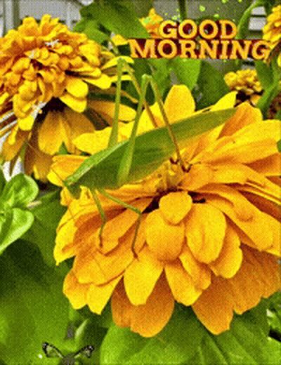 Yellow Rose Reflected In Water With For You GIF