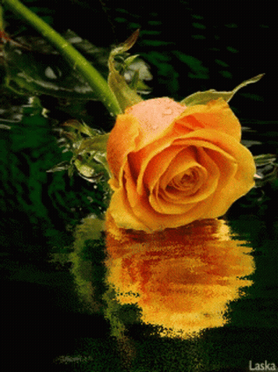 Yellow Rose Reflected In Water With Laska GIF