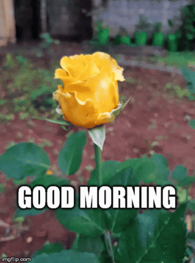 Yellow Rose Saying Good Morning GIF