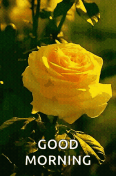 Yellow Rose Saying Good Morning GIF