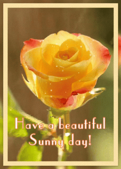 Yellow Rose Saying Have A Beautiful Sunny Day GIF