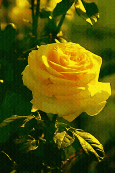 Yellow Rose Surrounded By Green Leaves GIF