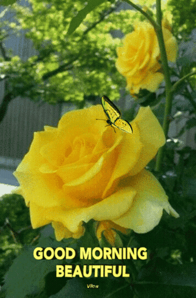 Yellow Rose With Butterfly And Good Morning GIF