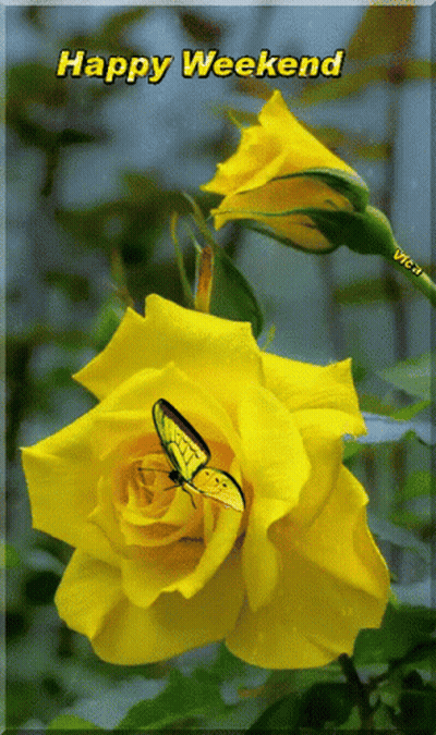 Yellow Rose With Butterfly Saying Happy Weekend GIF