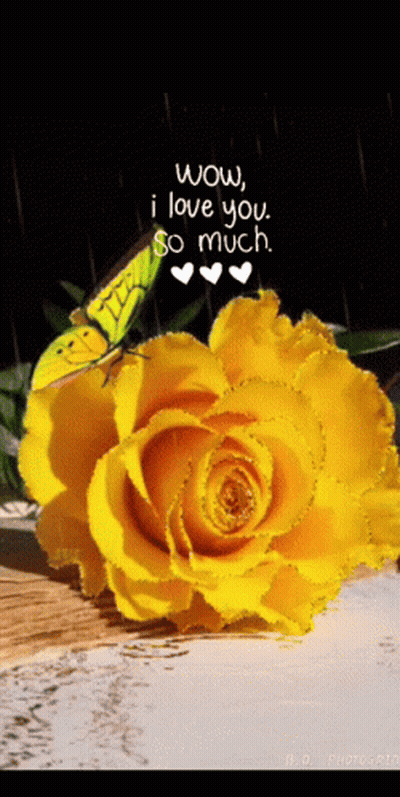 Yellow Rose With Butterfly Saying Wow I Love You So Much GIF