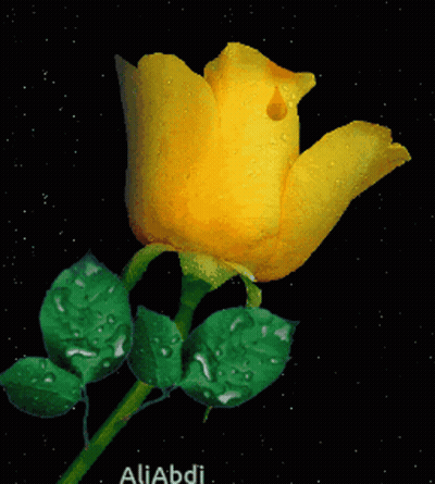 Yellow Rose With Green Leaves On Black Background Aliabdi GIF