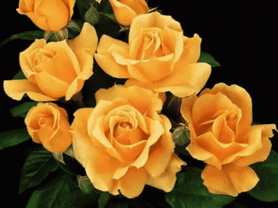 Yellow Roses Against Black Background GIF