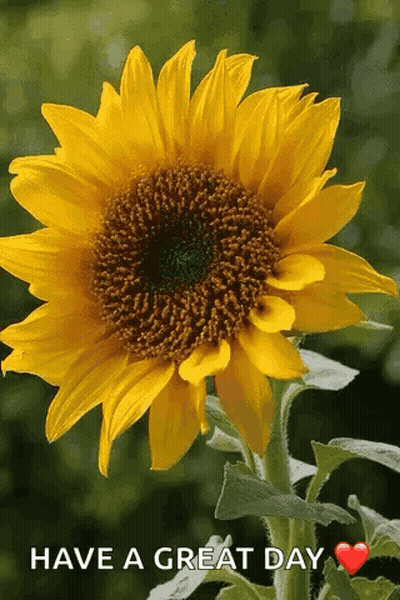 Yellow Roses Bouquet With Red Heart For You GIF