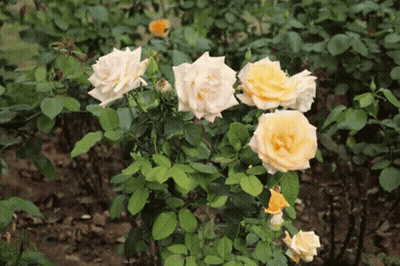 Yellow Roses On Bush GIF