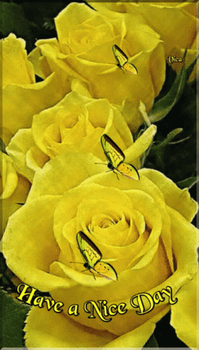 Yellow Roses With Butterflies Have A Nice Day GIF