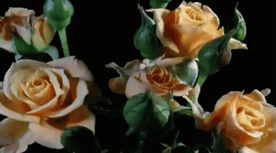 Yellow Roses With Green Leaves GIF