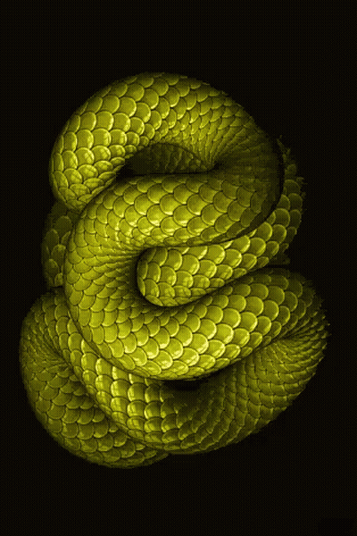 Yellow Snake Shaped Like Letter S GIF