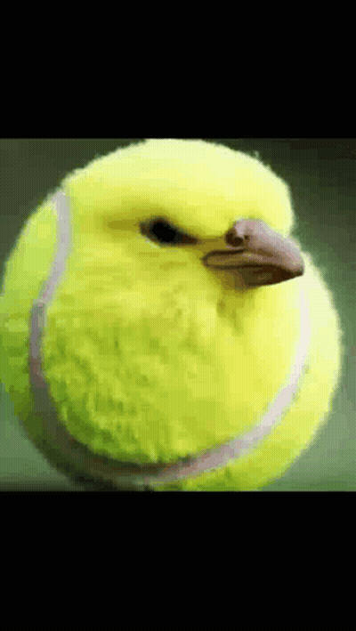Yellow Tennis Ball With Bird Face GIF