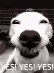 Yes Yes Yes Smiling Dog GIF