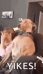 Yikes Scared Dog Frozen GIF