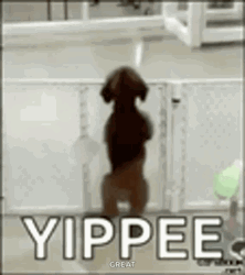 Yipee Excited Puppy  GIF