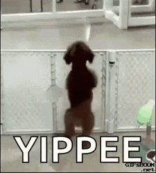 Yippee Happy Dog  GIF