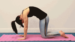 Yoga Cat-Cow Stretch GIF