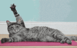 Yoga Cat Self-Care GIF