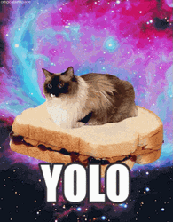 Yolo Cat Bounce Sandwich Galaxy