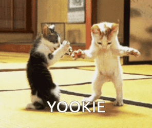 Yookie Dancing Cat Meme GIF