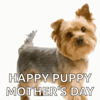 Yorkshire Terrier Happy Puppy Mother's Day GIF