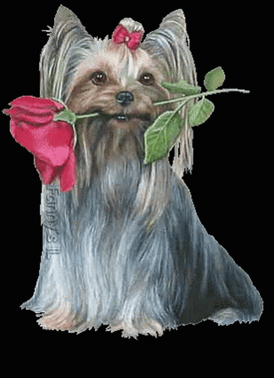 Yorkshire Terrier Holding Red Rose GIF
