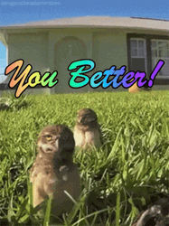 You Better Dance Like This GIF