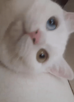 You Died Cat Bites Camera GIF