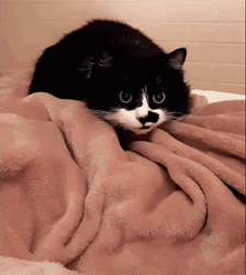 You Died Dark Souls Black Cat Attack GIF