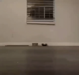 You Died Dark Souls Cat Crawling Creepy GIF