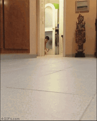 You Died Dark Souls Puppy Dog Attack GIF