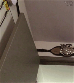You Died Dark Souls Sugar Glider GIF
