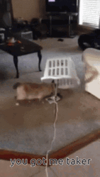 You Got Me Funny Cat Trap GIF
