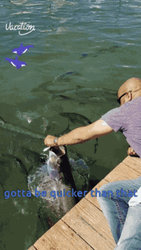 You Gotta Be Quicker Than That Fishing Fail GIF