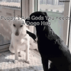 You Need Puppies Dogs Hugging GIF