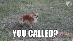 You Rang Cute Dog GIF