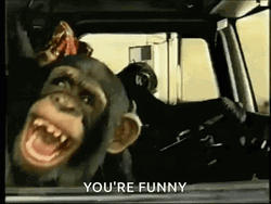 You're Funny Monkey Hilarious GIF