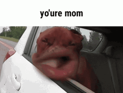 You're Mom Dog Funny Faces