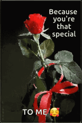 You're Special Rose