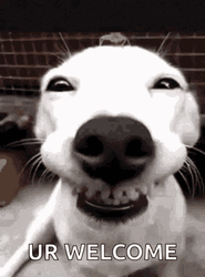 You're Welcome Smiling Dog GIF