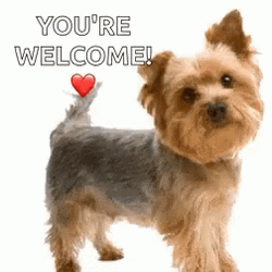 You're Welcome Yorkie Dog GIF