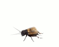 You Suck Cricket Message GIF