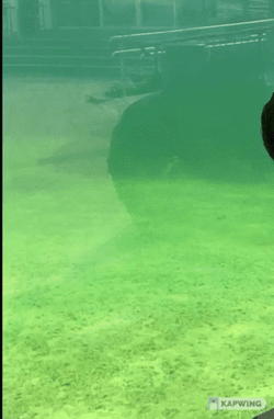 You Sure Swimming Seal GIF