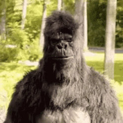 You The Man Gorilla Thumbs Up GIF