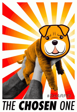 You Were The Chosen One Cute Puppy GIF